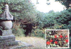 camellia