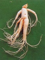 ginseng1.jpg