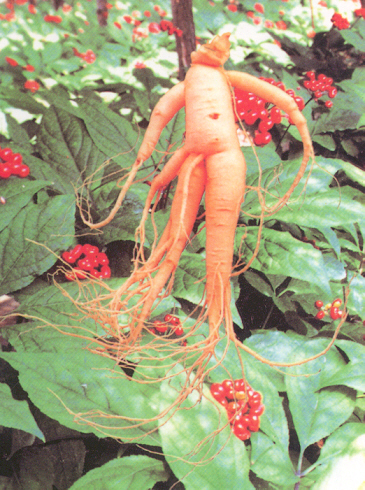 ginseng2.jpg